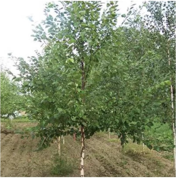 Heritage River Birch 2"