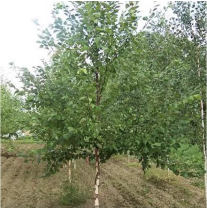 Heritage River Birch 2"