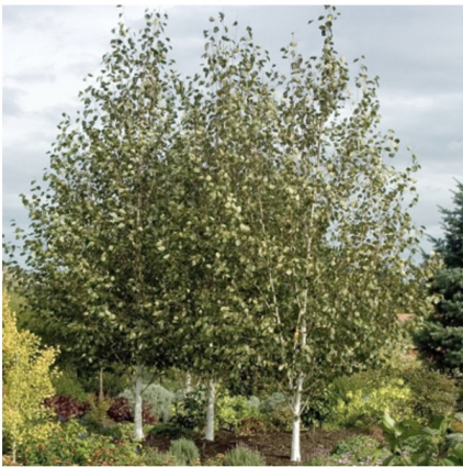 Jacquemontii Birch 15G