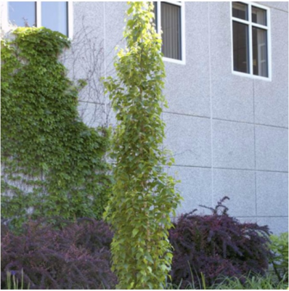 Parkland Pillar Birch 15G