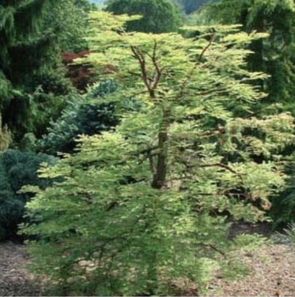 Miss Grace Dawn Redwood 5G