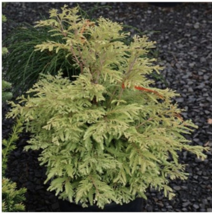 Northlight Dawn Redwood 5G