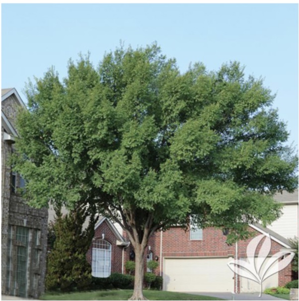 Lacebark Elm 7G