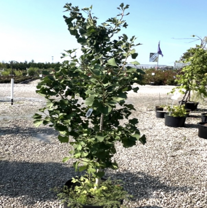 Ginkgo 2'