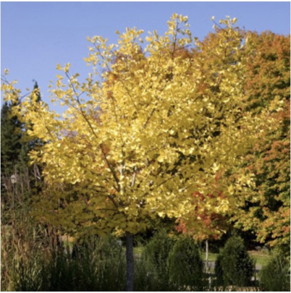 'Autumn Gold' Ginkgo 1.5"