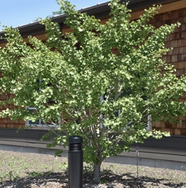 Golden Globe Gingko Tree 2"