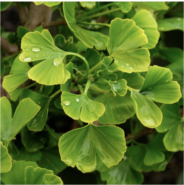 Jade Butterfly Ginkgo 5G