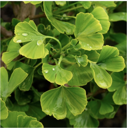 Jade Butterfly Ginkgo 5G