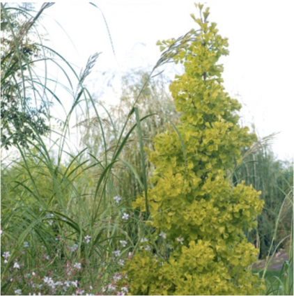 Princeton Sentry Ginkgo 3-4'