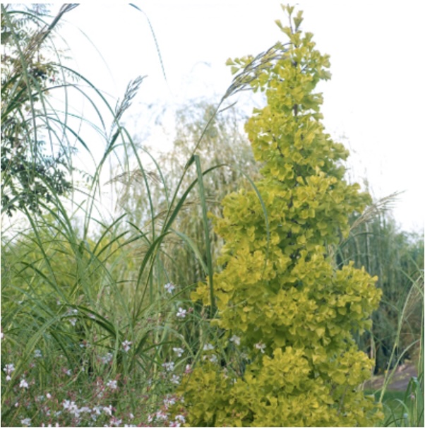 'Princeton Sentry' Ginkgo 1.5"