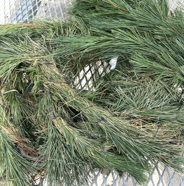 Fresh Princess PIne Garland 25'
