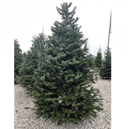 Fresh Nordmann Fir Christmas Tree 11-12'
