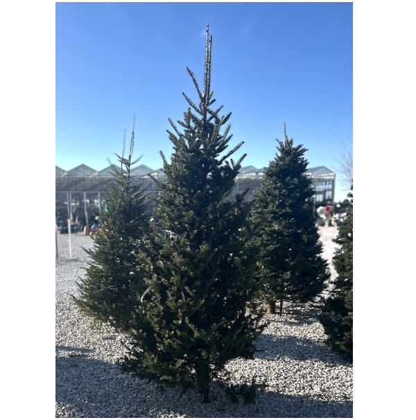 Fresh Nordmann Fir Christmas Tree 6-7'