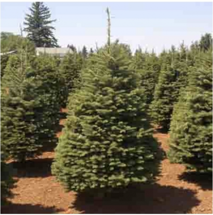 Fresh Noble Fir Christmas Tree 1112 ft.