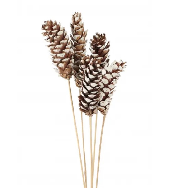 White Tip Strobus Pine Cones 6 Stems