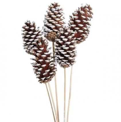 White Tip Large Pine Cones