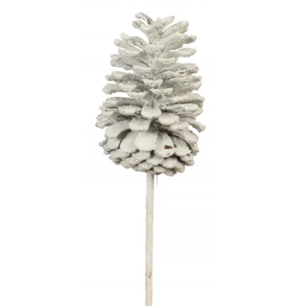 Large White on White Pine Cone