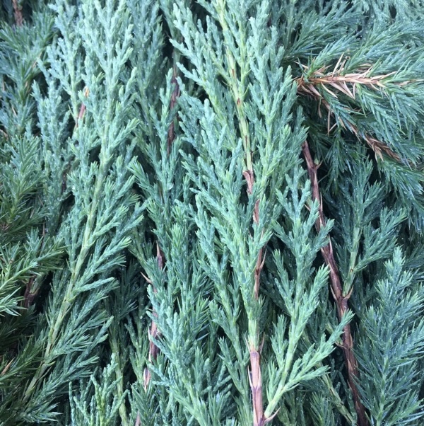 Fresh Juniper Greenery - Case
