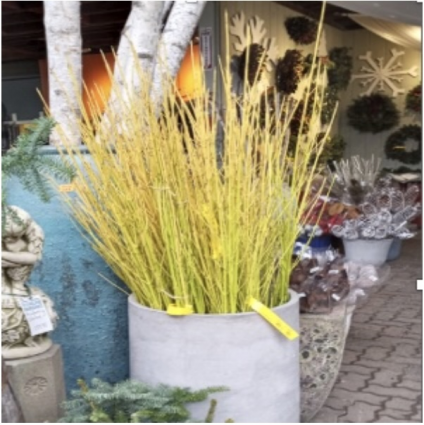 Large Yellow Twig Dogwood