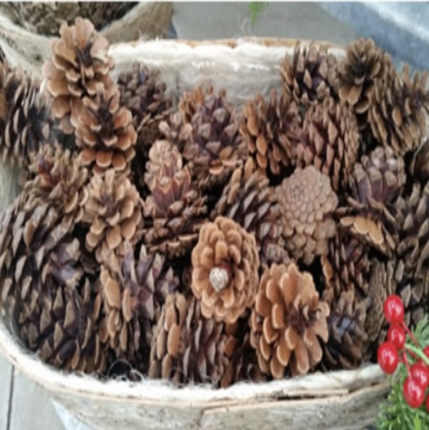 Lodgepole Pine Cones 1" - 3"