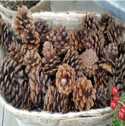 Lodgepole Pine Cones 1" - 3"