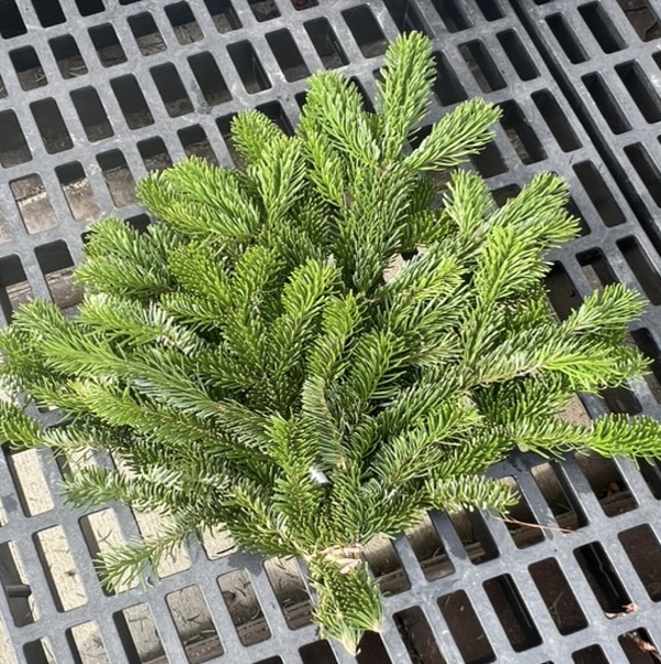 Fresh Carolina Sapphire Bunch