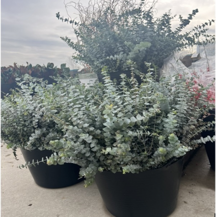 Fresh Spiral Eucalyptus Bunch