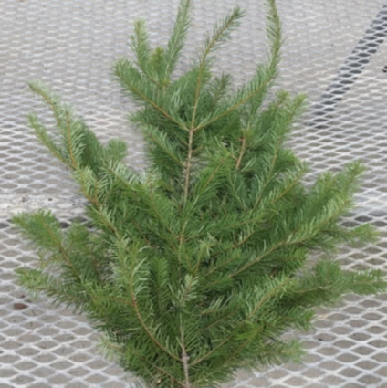 Fresh Douglas Fir Christmas Greenery Bunch