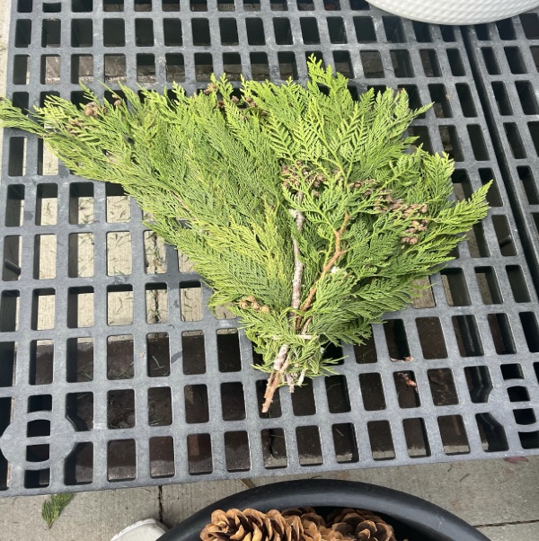 Fresh Coned Cedar Bunch 