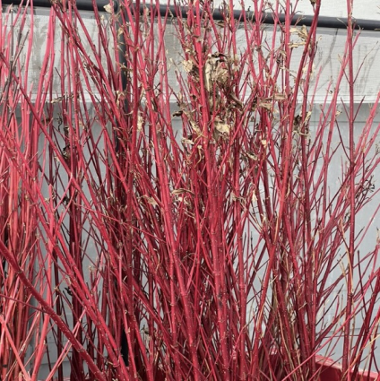 Large Red Twig Dogwood