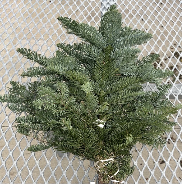 Fresh Noble Fir Greenery Tips Bunch
