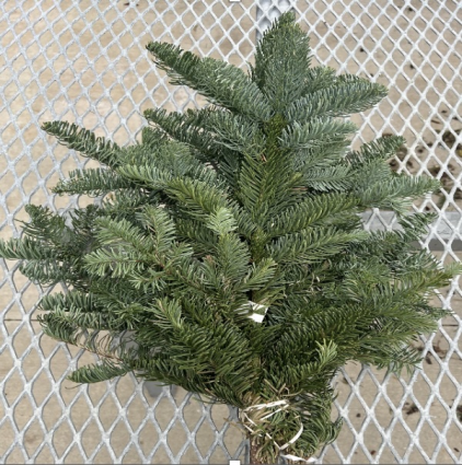 Fresh Noble Fir Greenery Tips Bunch