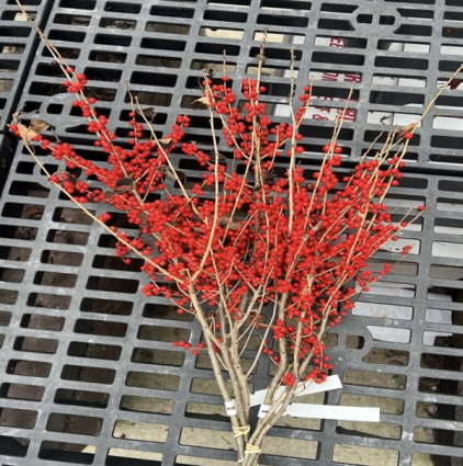 Fresh Winterberry Greenery