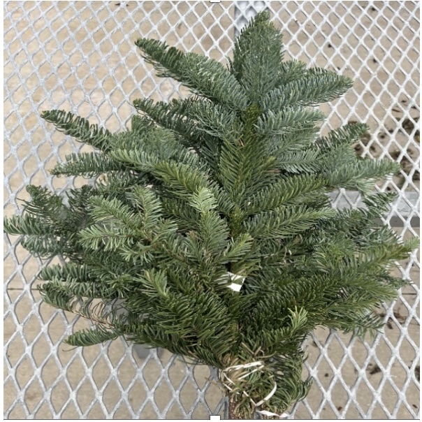 Fresh Noble Fir - Case