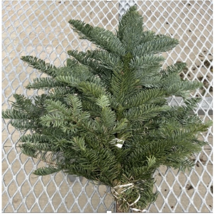 Fresh Noble Fir - Case