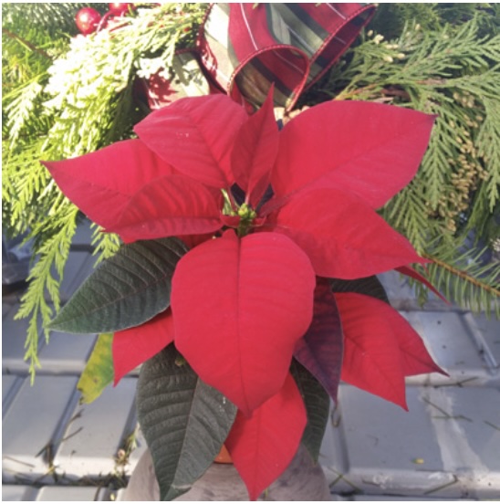 Poinsettia 2.5"