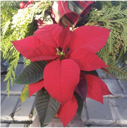 Poinsettia 2.5"