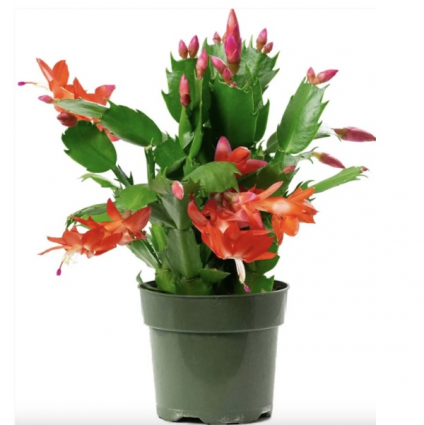 Christmas Cactus 4"