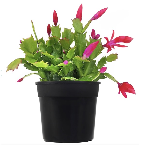 Christmas Cactus 6"
