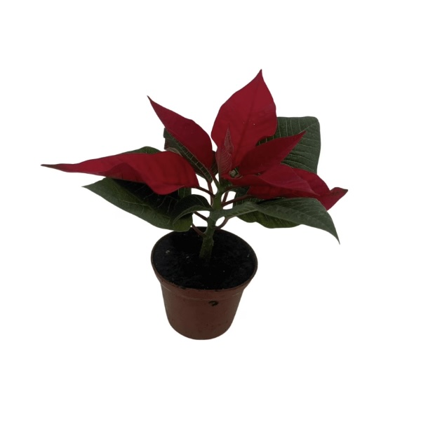 Poinsettias 2"