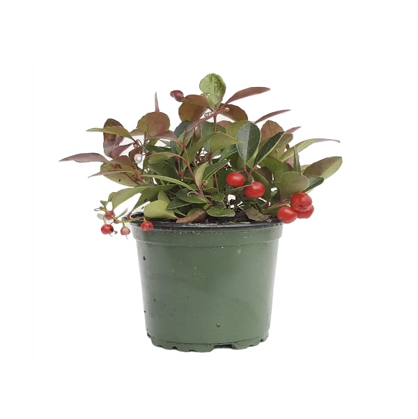 Gaultheria Wintergreen 4"