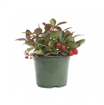 Gaultheria Wintergreen 4"