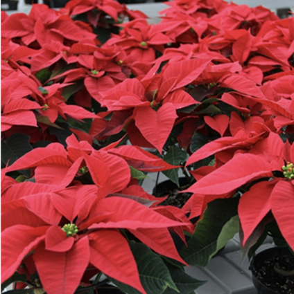 Poinsettias 6 -6 1/2" 