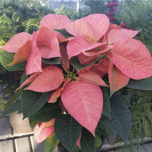 Poinsettias 6 1/2" 