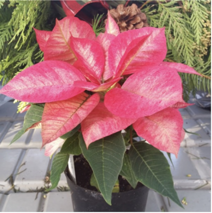 Poinsettias 4 1/2" 
