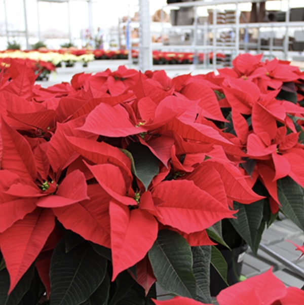 Poinsettias 10"