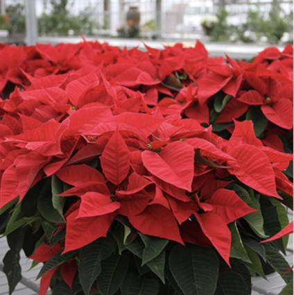 Poinsettias 8"