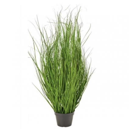Potted Fountain Grass 48"