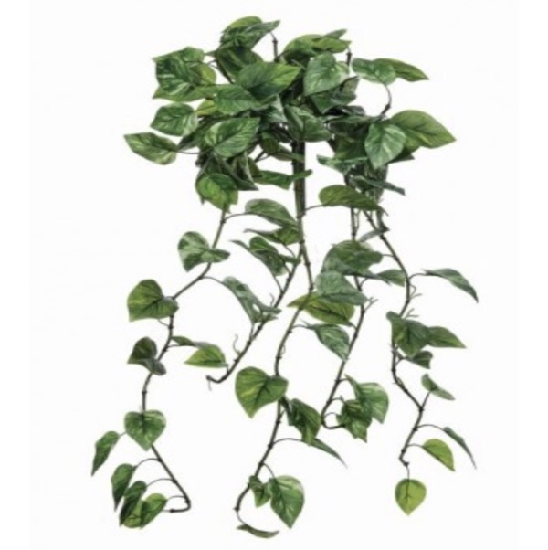 Natural Touch Pothos Hanging Plant 42"