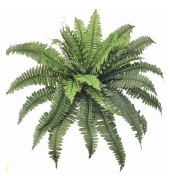 Estate Boston Fern 30"
